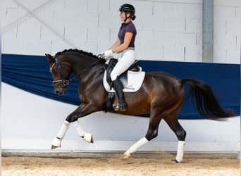 German Riding Pony, Mare, 7 years, 14,1 hh, Bay-Dark