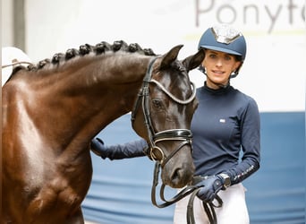 German Riding Pony, Mare, 7 years, 14,1 hh, Black