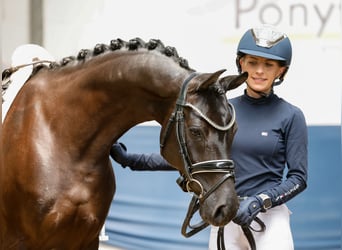 German Riding Pony, Mare, 7 years, 14,1 hh, Black