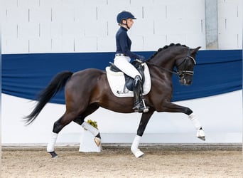 German Riding Pony, Mare, 7 years, 14,1 hh, Black
