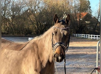 German Riding Pony, Mare, 7 years, 14,1 hh