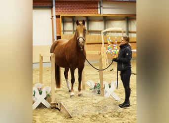 German Riding Pony, Mare, 7 years, 14,1 hh, Chestnut