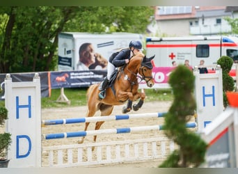 German Riding Pony, Mare, 7 years, 14,1 hh, Chestnut-Red