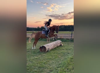 German Riding Pony, Mare, 7 years, 14,1 hh, Chestnut-Red