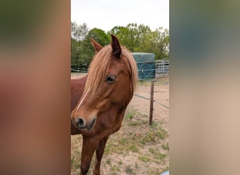 German Riding Pony, Mare, 7 years, 14,1 hh