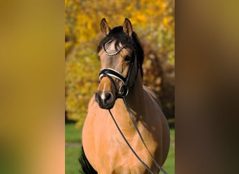 German Riding Pony, Mare, 7 years, 14,1 hh, Dun