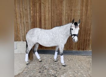 German Riding Pony, Mare, 7 years, 14,1 hh, Grey-Dapple