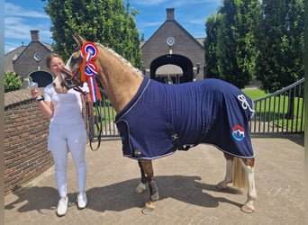 German Riding Pony, Mare, 7 years, 14,1 hh, Palomino