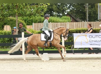 German Riding Pony, Mare, 7 years, 14,1 hh, Palomino