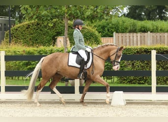 German Riding Pony, Mare, 7 years, 14,1 hh, Palomino