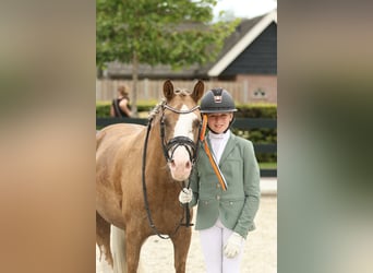 German Riding Pony, Mare, 7 years, 14,1 hh, Palomino