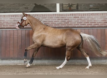 German Riding Pony, Mare, 7 years, 14,1 hh, Palomino