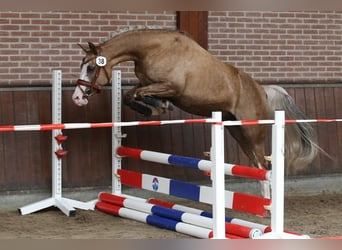 German Riding Pony, Mare, 7 years, 14,1 hh, Palomino