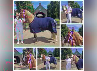 German Riding Pony, Mare, 7 years, 14,1 hh, Palomino