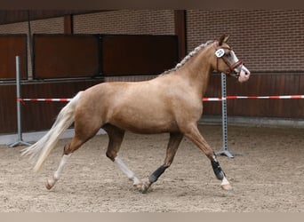 German Riding Pony, Mare, 7 years, 14,1 hh, Palomino
