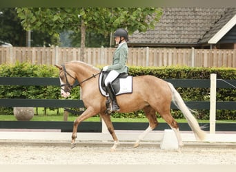 German Riding Pony, Mare, 7 years, 14,1 hh, Palomino