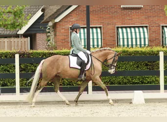 German Riding Pony, Mare, 7 years, 14,1 hh, Palomino
