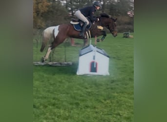 German Riding Pony, Mare, 7 years, 14,1 hh, Pinto