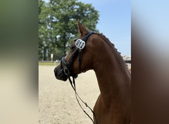 German Riding Pony, Mare, 7 years, 14,2 hh, Chestnut-Red
