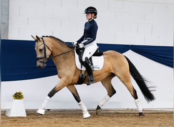 German Riding Pony, Mare, 7 years, 14,2 hh, Dun