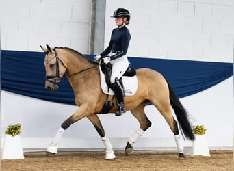 German Riding Pony, Mare, 7 years, 14,2 hh, Dun