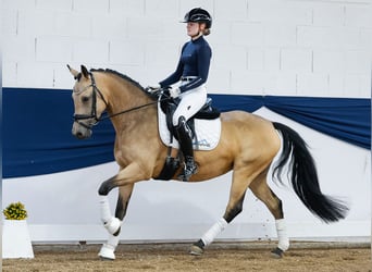 German Riding Pony, Mare, 7 years, 14,2 hh, Dun