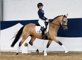 German Riding Pony, Mare, 7 years, 14,2 hh, Dun