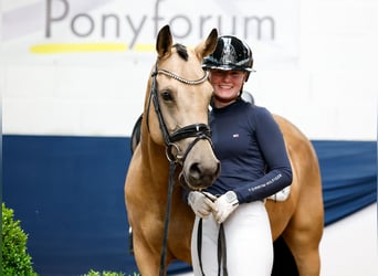 German Riding Pony, Mare, 7 years, 14,2 hh, Dun