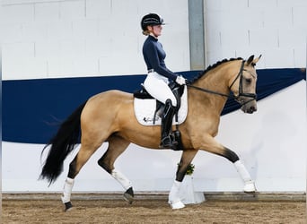 German Riding Pony, Mare, 7 years, 14,2 hh, Dun