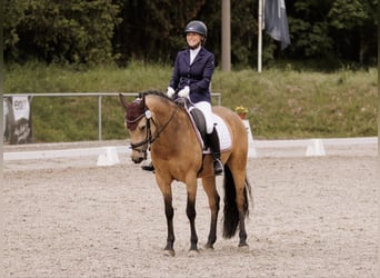 German Riding Pony, Mare, 7 years, 14,2 hh, Dun