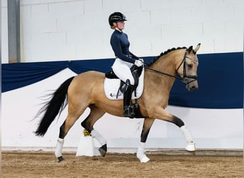 German Riding Pony, Mare, 7 years, 14,2 hh, Dun