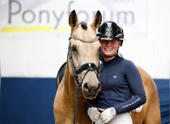 German Riding Pony, Mare, 7 years, 14,2 hh, Dun