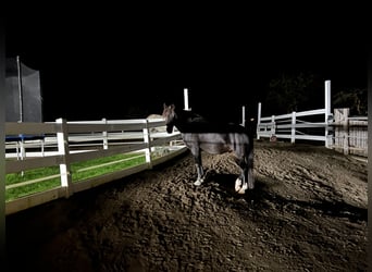 German Riding Pony Mix, Mare, 7 years, 14,2 hh, Smoky-Black