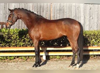 German Riding Pony, Mare, 7 years, 14,3 hh, Brown