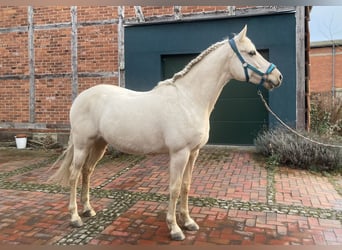 German Riding Pony, Mare, 7 years, 15.1 hh, Palomino