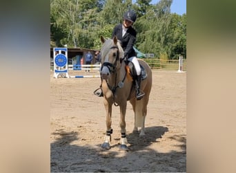 German Riding Pony, Mare, 7 years, 15.1 hh, Palomino