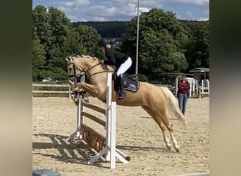 German Riding Pony, Mare, 7 years, 15.1 hh, Palomino