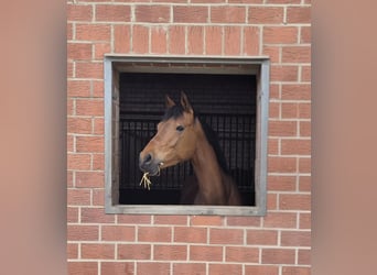 German Riding Pony, Mare, 7 years, 15.2 hh, Brown