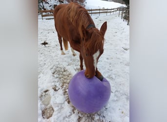 German Riding Pony, Mare, 7 years, 15 hh, Chestnut-Red