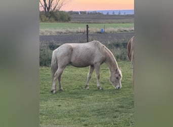 German Riding Pony, Mare, 7 years, Palomino