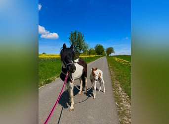 German Riding Pony, Mare, 7 years, Pinto