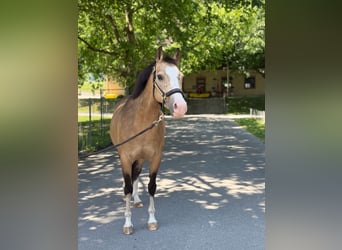 German Riding Pony, Mare, 8 years, 13.1 hh, Buckskin