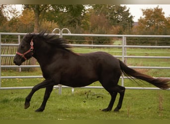 German Riding Pony, Mare, 8 years, 13.2 hh, Black