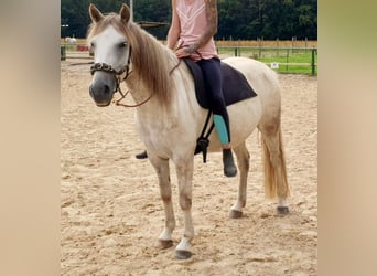 German Riding Pony, Mare, 8 years, 13.2 hh, Gray-Red-Tan