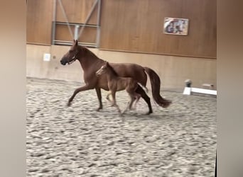German Riding Pony, Mare, 8 years, 13.3 hh, Chestnut