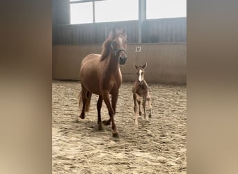 German Riding Pony, Mare, 8 years, 13.3 hh, Chestnut
