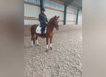 German Riding Pony, Mare, 8 years, 13.3 hh, Chestnut-Red