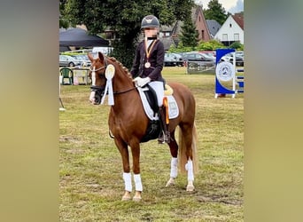 German Riding Pony, Mare, 8 years, 13 hh, Chestnut