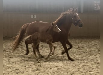 German Riding Pony, Mare, 8 years, 13,3 hh, Chestnut
