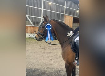 German Riding Pony, Mare, 8 years, 14,1 hh, Bay-Dark